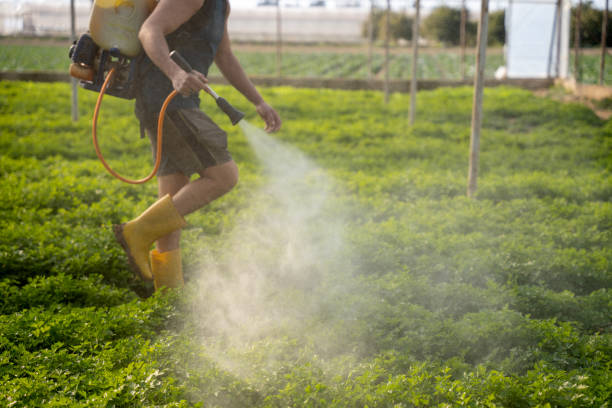 Best Pest Removal Services  in Park Center, CO